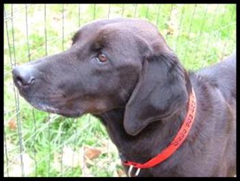 This is Diego sporting his Identipet collar!